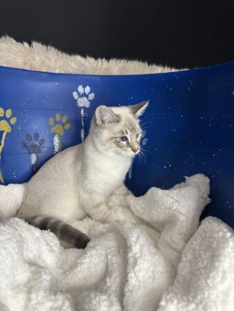 Siamese chocolate lynx point female available