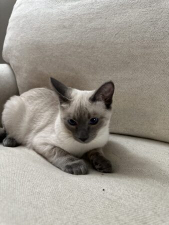 Siamese Blue point female