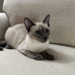 Siamese Blue point female available