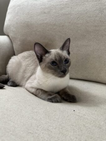 Siamese Blue point female available