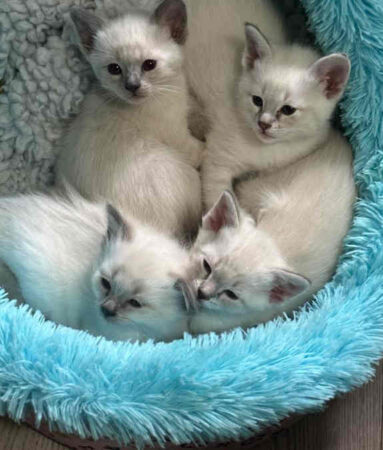 Available Siamese and Balinese kittens