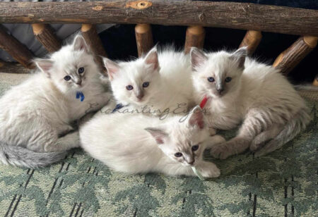Siamese and Balinese Kittens