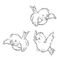birds