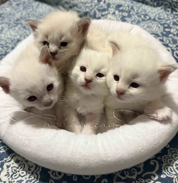 Siamese and Balinese Kittens
