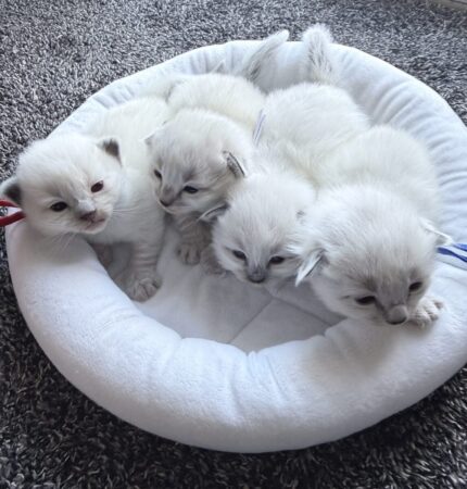 Rocket and Wrigley litter