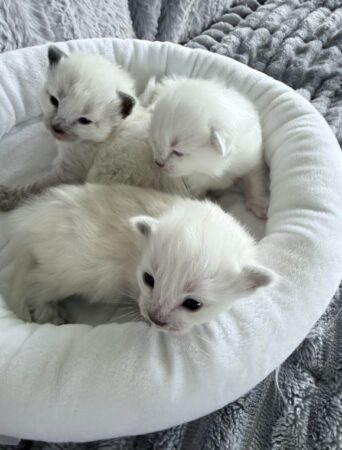 Balinese & Siamese kittens