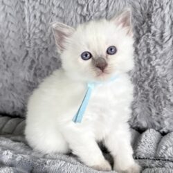 Balinese Lilac Point male