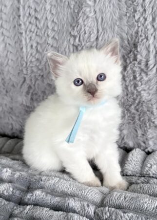 Balinese Lilac Point male