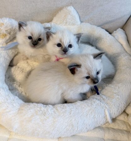 Francie-Wrigley-litter