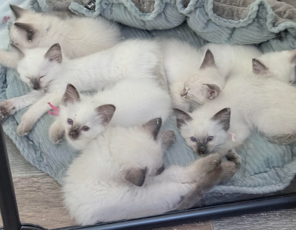 Balinese kittens