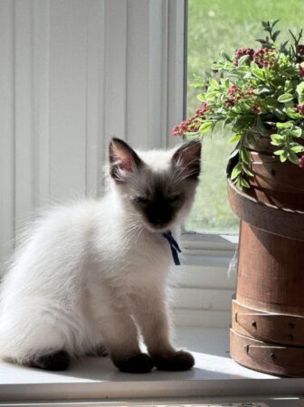 Blue Collar Seal Point Male