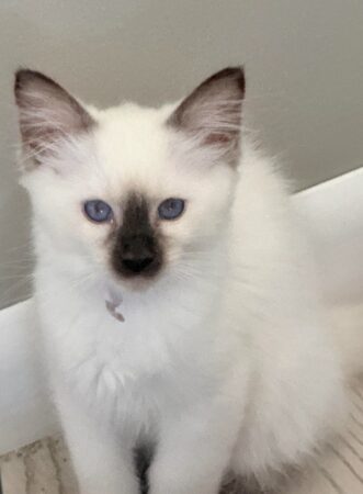 Lilac Collar Chocolate Point Female