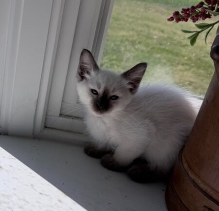 No Collar Chocolate Point Female